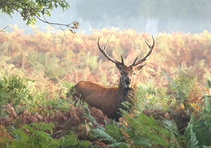 PA20° Profile DIN3972 Standard Pre-grinding Gear Hobbing Cutter with Module m2.25